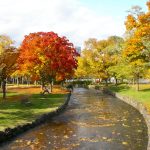 Mùa thu Hokkaido - 4 địa điểm ngắm lá đỏ đầu tiên ở Nhật Bản