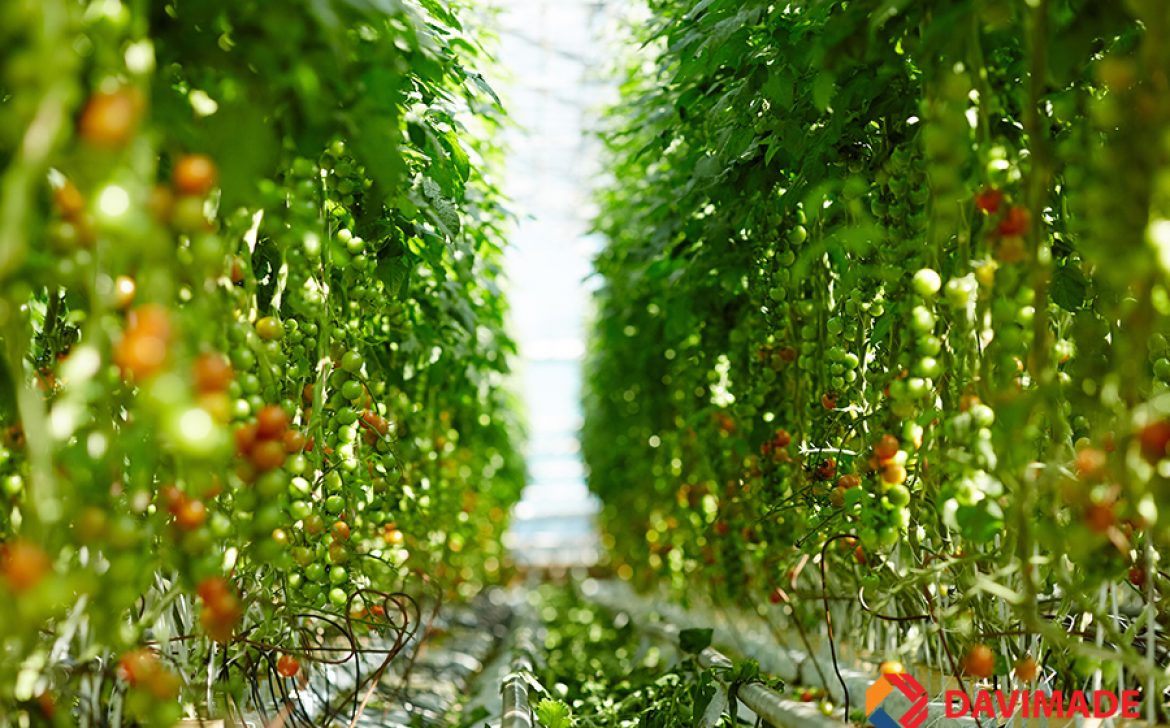 Ripening tomatoes