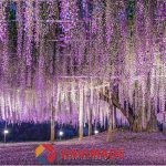 Địa điểm du lịch ở tỉnh Tochigi không nên bỏ lỡ